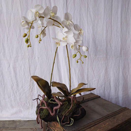 Fausse orchidée blanche
